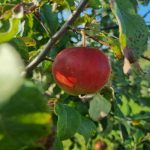 O que acontece se uma macieira não for podada durante dez anos: a arte de modelar a copa sem medo o-que-acontece-se-uma-macieira-nao-for-podada-durante.jpg