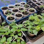 Quando a terra ainda está adormecida e as plântulas já estão prontas para arrancar: segredos do parapeito da janela de fevereiro quando-a-terra-ainda-esta-adormecida-e-as-plantulas-ja.jpg